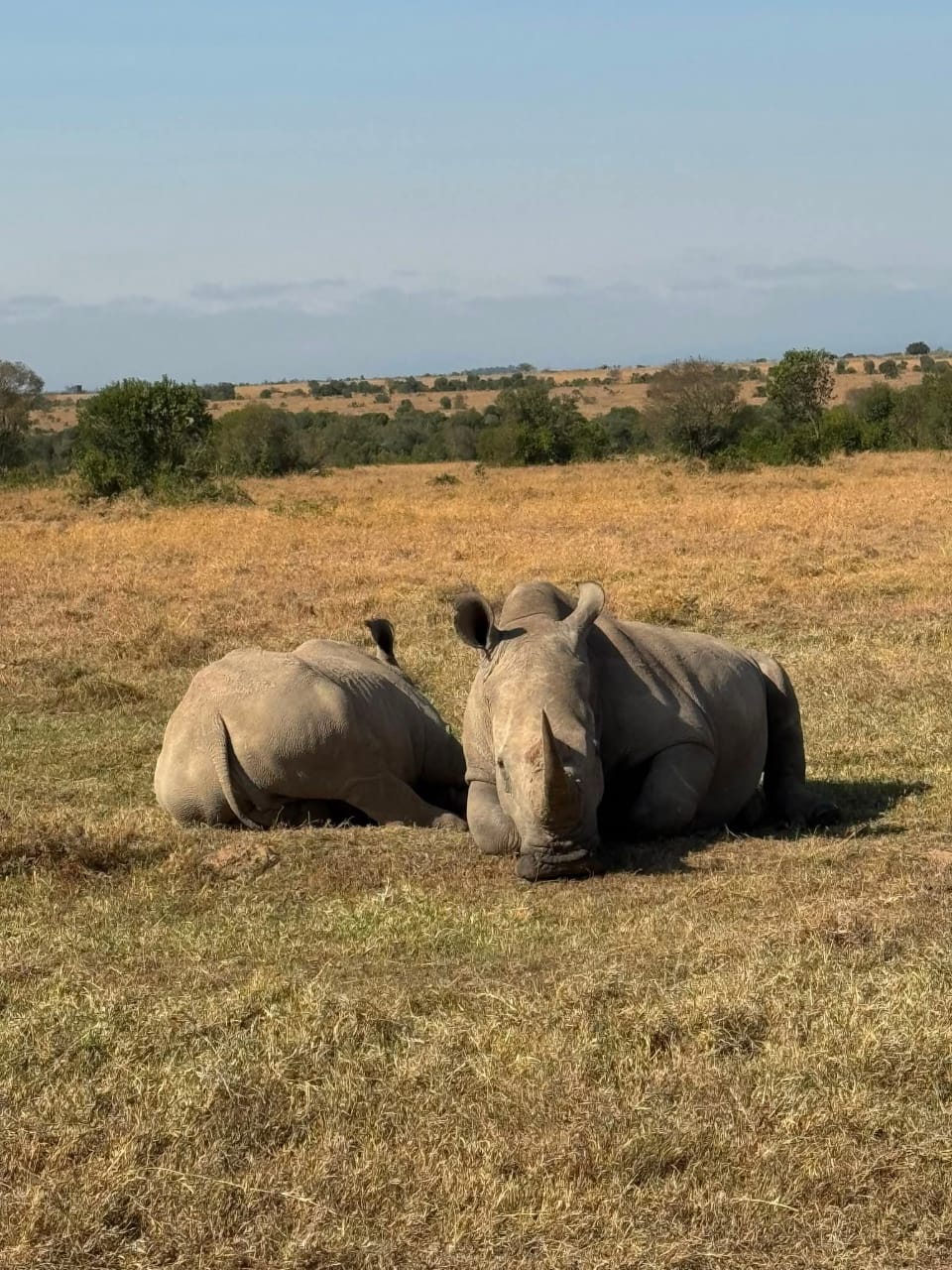 Maasai Mara e Lago Nakuru 4 GG