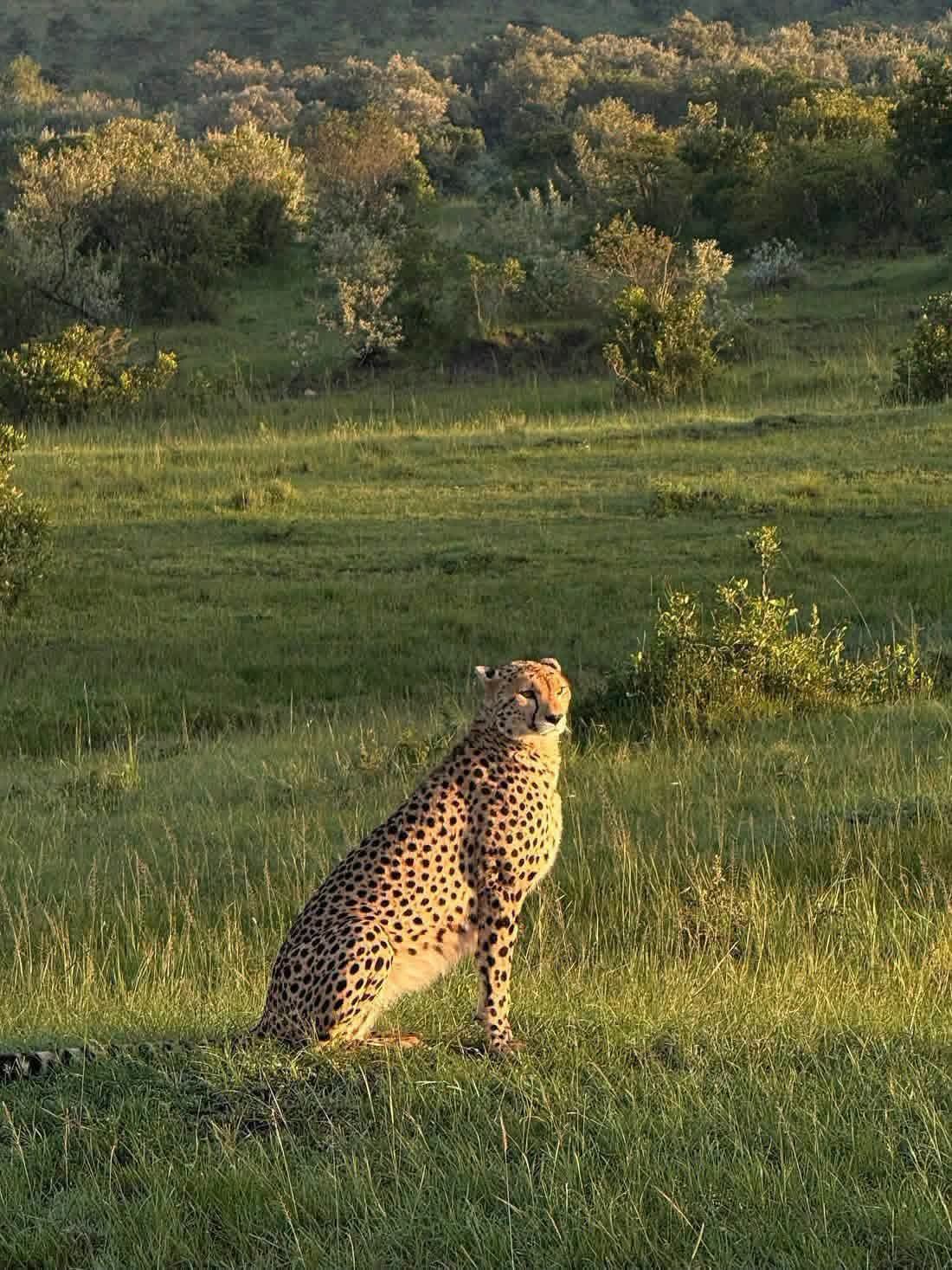 4 Giorni - Maasai Mara e Lago Nakuru
