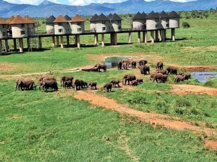 3 Giorni - Amboseli e Tsavo Est