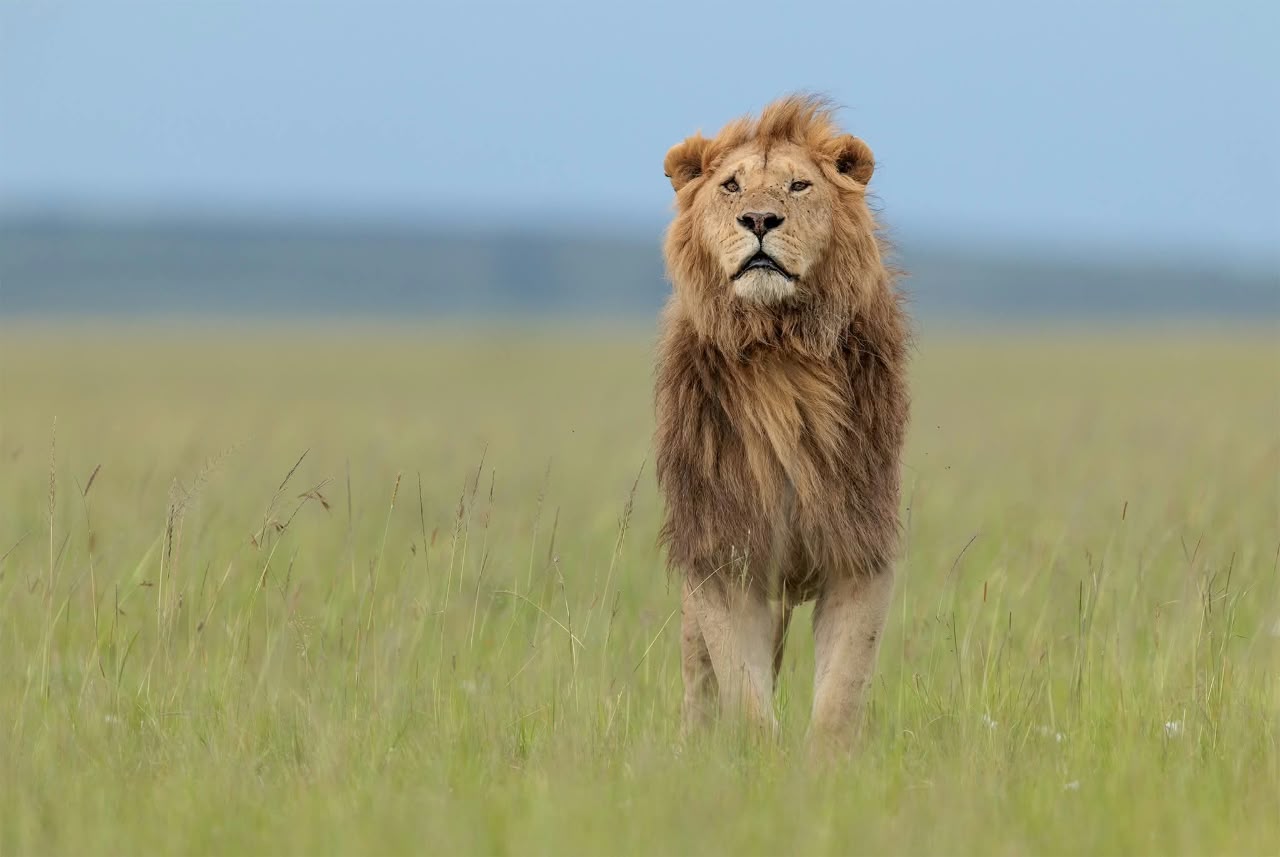 4 Giorni - Maasai Mara e Lago Nakuru